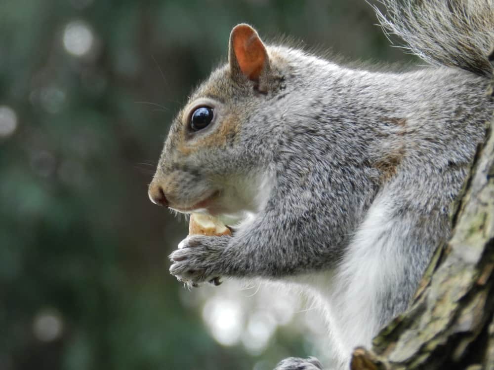 Red Squirrel vs Grey Squirrel