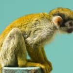 Squirrel monkeys