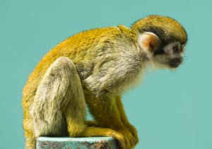 A Squirrel Monkey at Fuji Safari park Japan