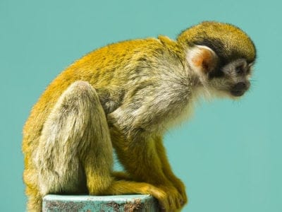 Monkey Animal Facts  Macaca Fascicularis - A-Z Animals