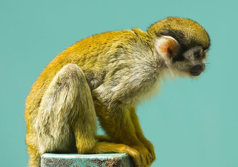 Phyto-indicators of squirrel monkey (jkijki)