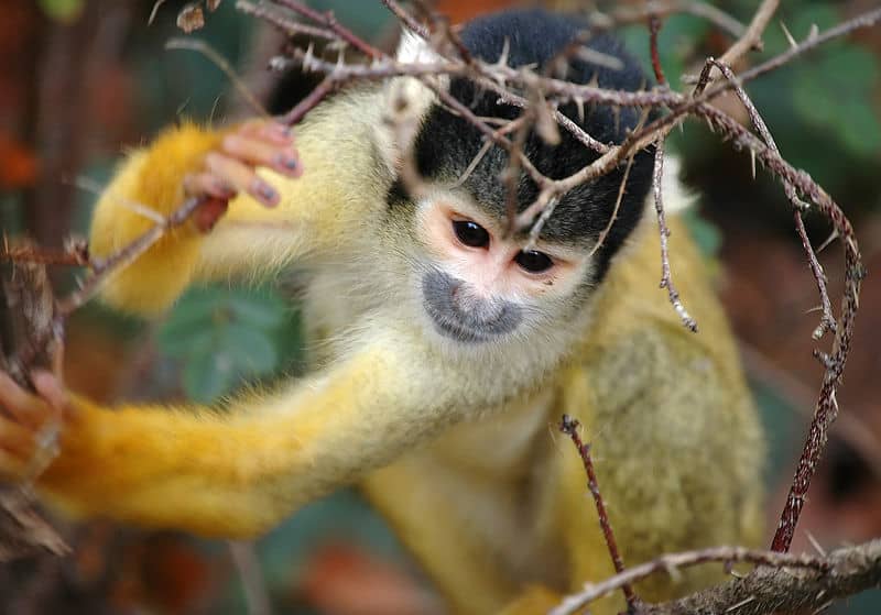 Mape s - Squirrel monkey