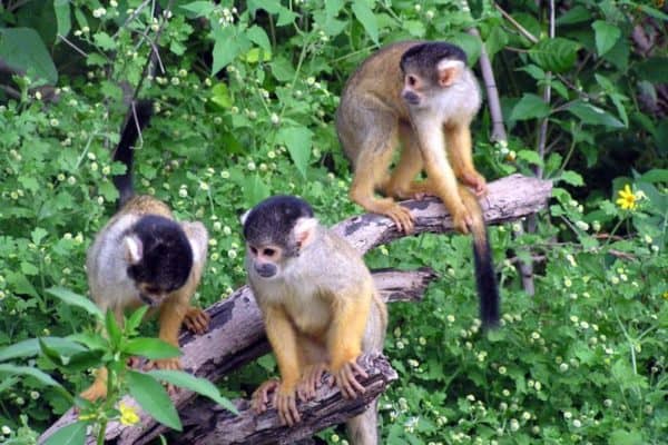 Squirrel Monkeys, Bolivia