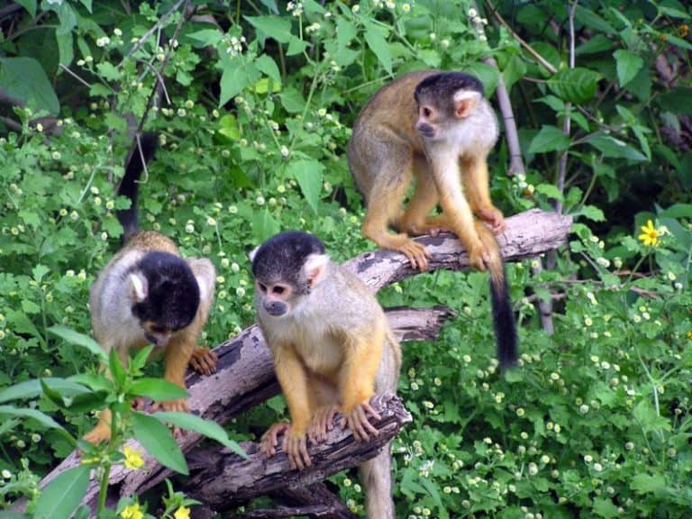 Three squirrel monkeys in a tree in Bolivia