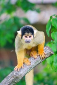 Why Do Monkeys Throw Poop? Picture