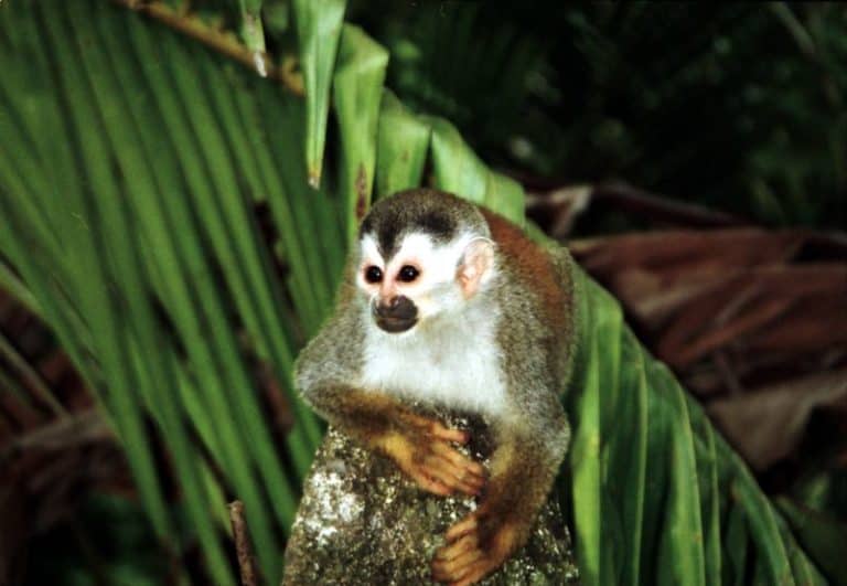 Squirrel monkey. Mono titi. Doodshoofdaapje. Parque nacional Manuel Antonio. Costa Rica. Linda De Volder