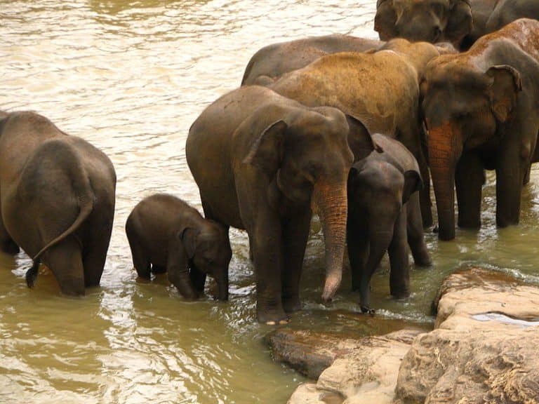 Sri Lankan elephant herd