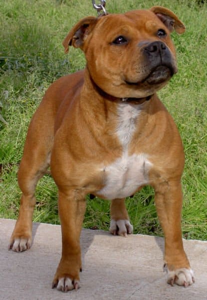Brown Staffordshire bull terrier