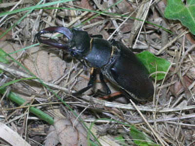 A Lucanidae
