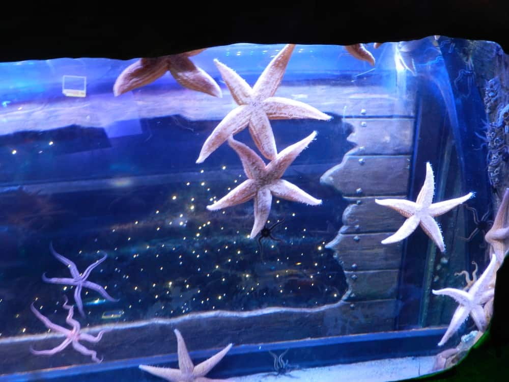 Starfish at Great Yarmouth Sealife Centre