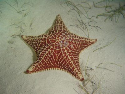 Starfish on sand