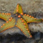 Starfish on a rock