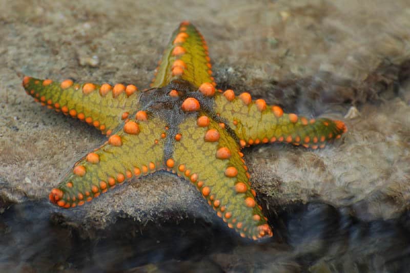 Starfish on a rock