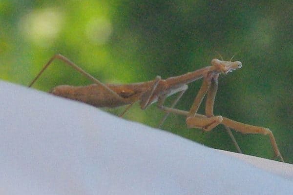 Stuckiger Insecte Stick Insect Quiz: What Do You Know? - A-Z Animals