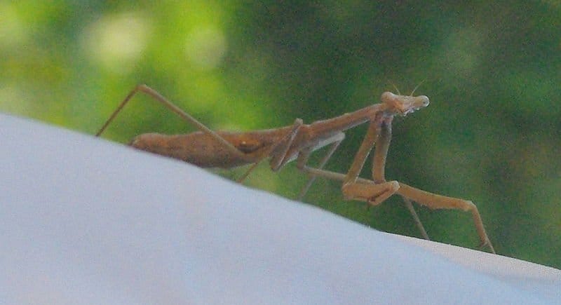 Stick Insects  National Geographic