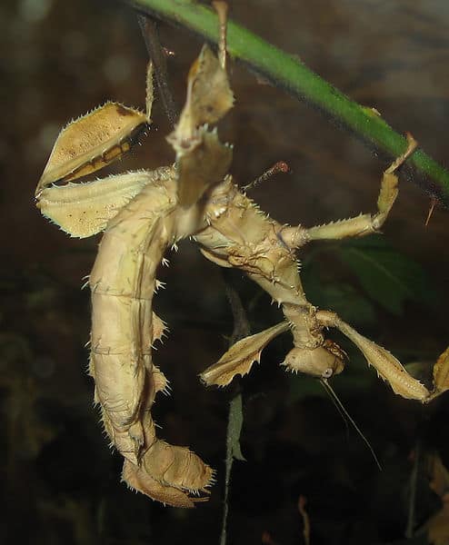 Twig-like walkingsticks relatively huge but harmless