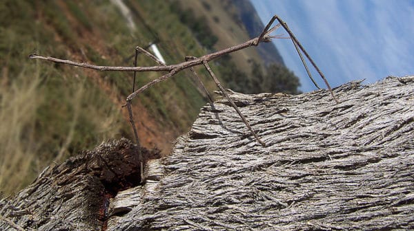 Stick Insect Animal Facts - Phasmatodea - A-Z Animals