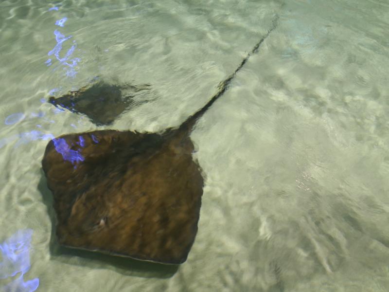 5. Stingray