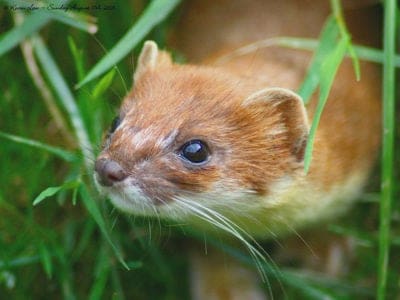 Stoat Picture