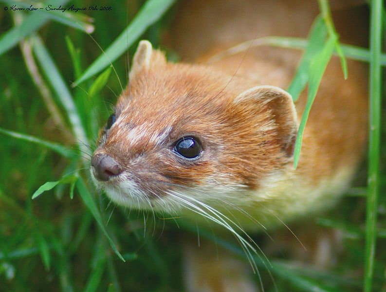 Stoat in the grass
