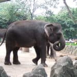 Sumatran elephant