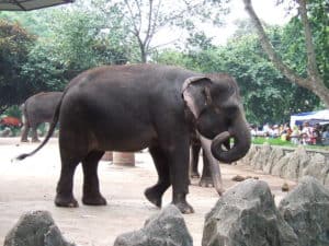 Sumatran Elephant photo