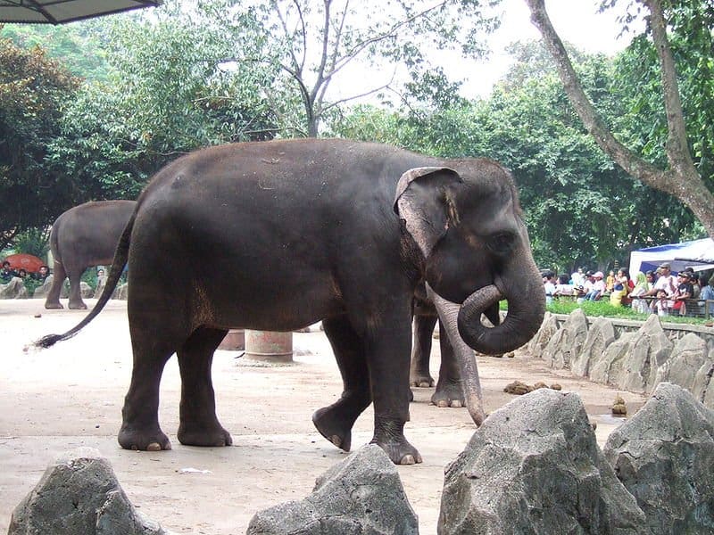 Sumatran elephant