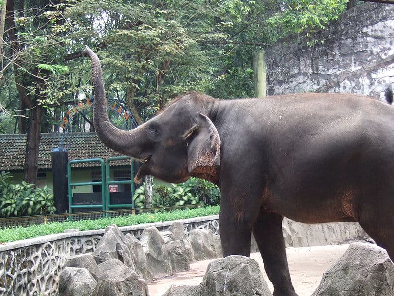 Sumatran elephant