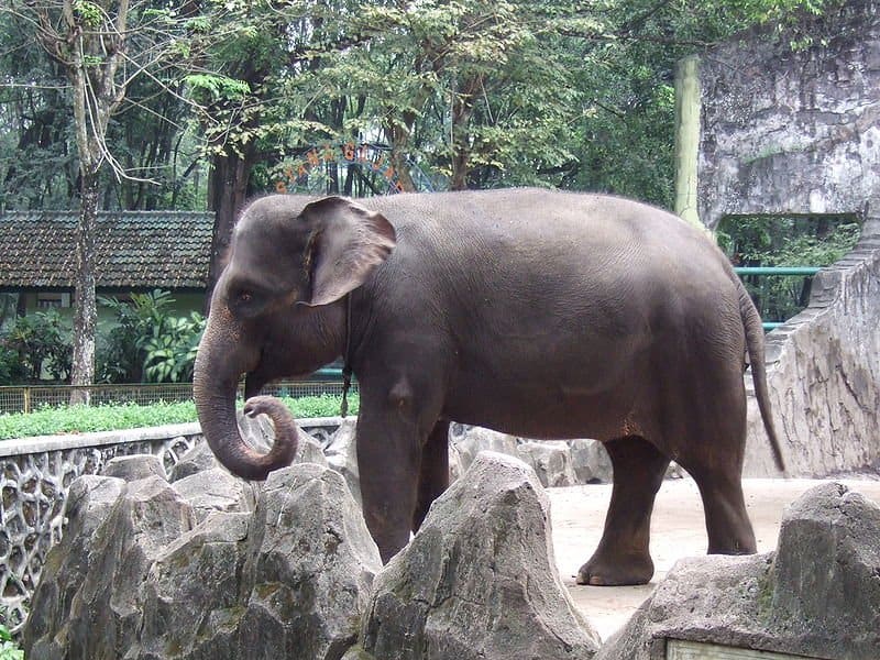 Sumatra fili