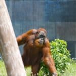Sumatran Orangutan