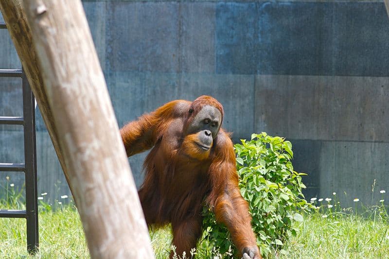 orangutans enemies are who