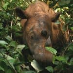 Sumatran rhinoceros