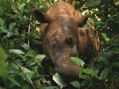 A Sumatran Rhinoceros