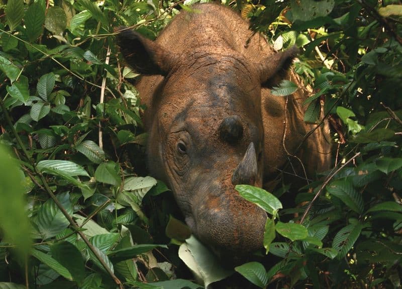 Sumatran Rhinoceros Animal Facts | Dicerorhinus Sumatrensis - AZ Animals