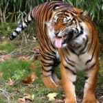 Sumatran tiger