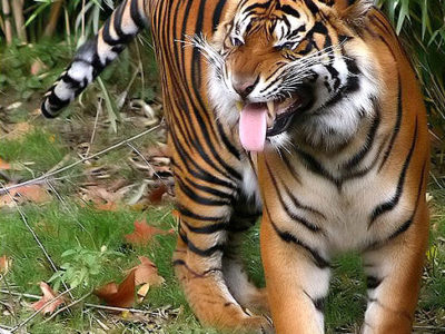 A Panthera Tigris Sumatrae