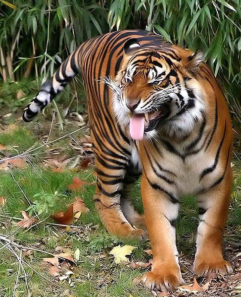 Sumatran Tiger standing on grass