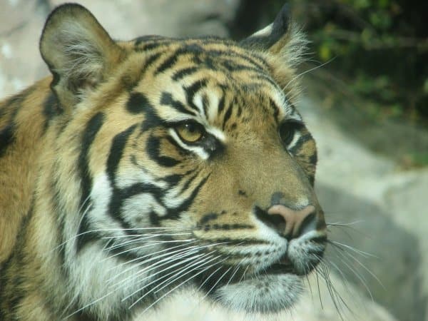 Sumatran Tiger close-up