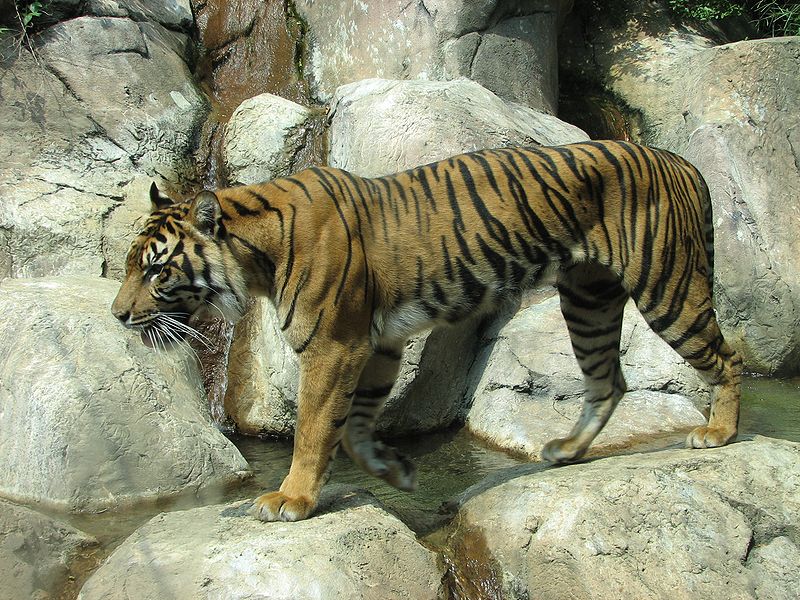Sumatran Tiger walking on rocks