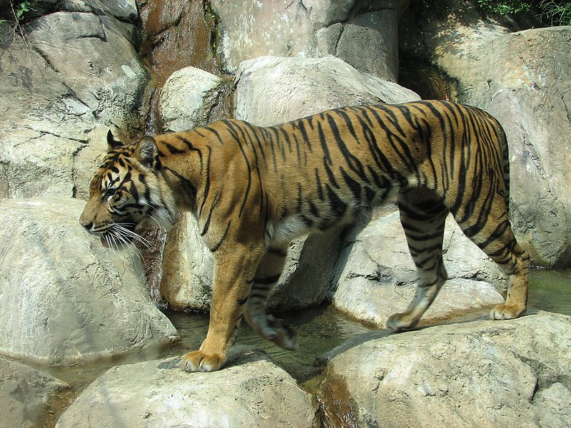 sumatran tiger predators