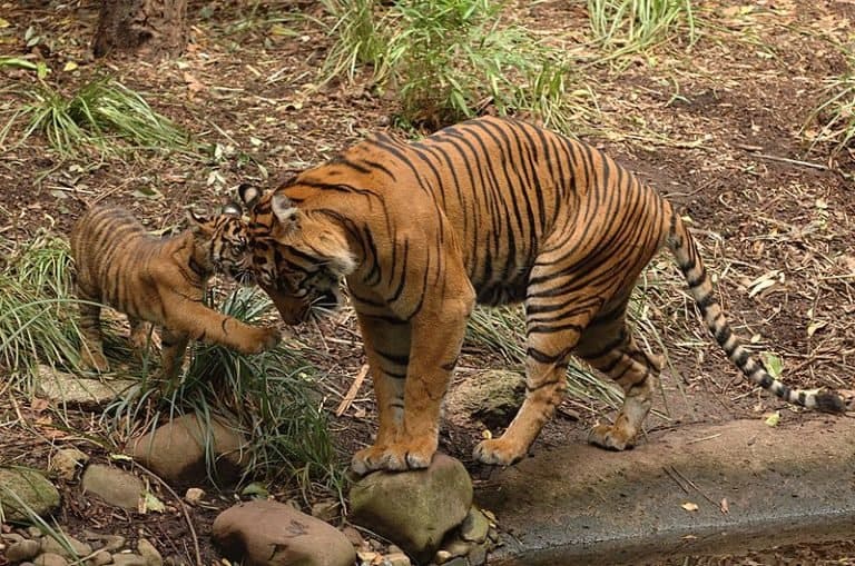 Sumatran Tiger, adult with cub