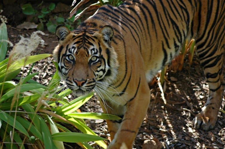 Sumatran Tiger under trees