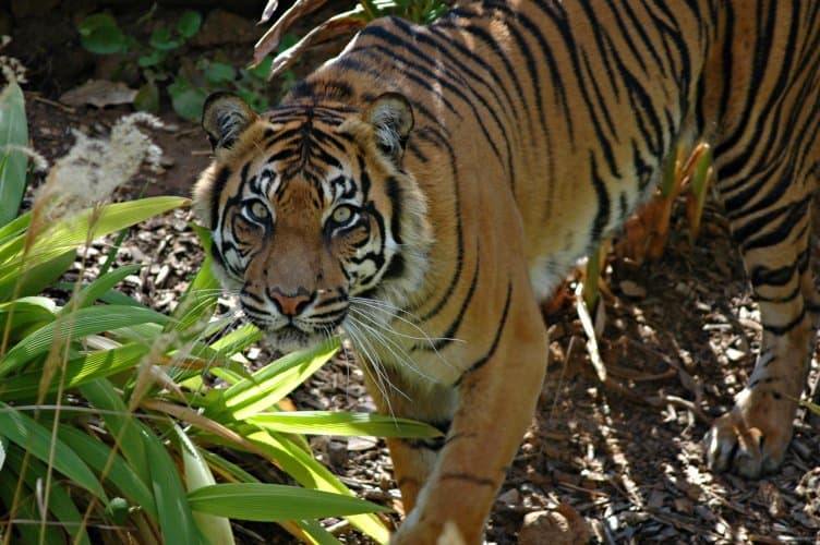 Sumatran tiger cub learns to hunt from mother at Poland zoo