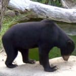 Sun bear