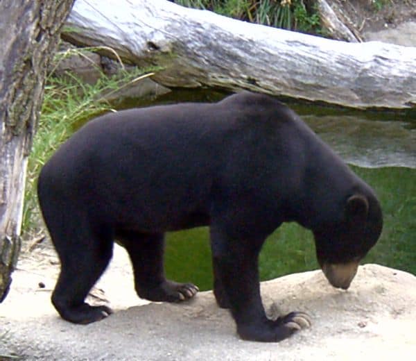 malayan sun bear