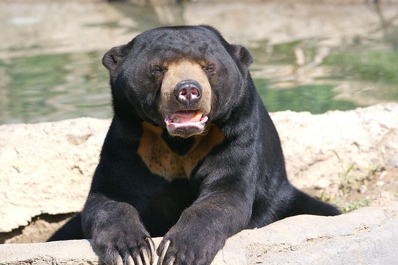 sun bear size