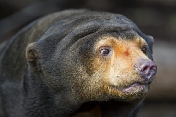 Sun Bear Animal Facts | Helarctos malayanus | AZ Animals