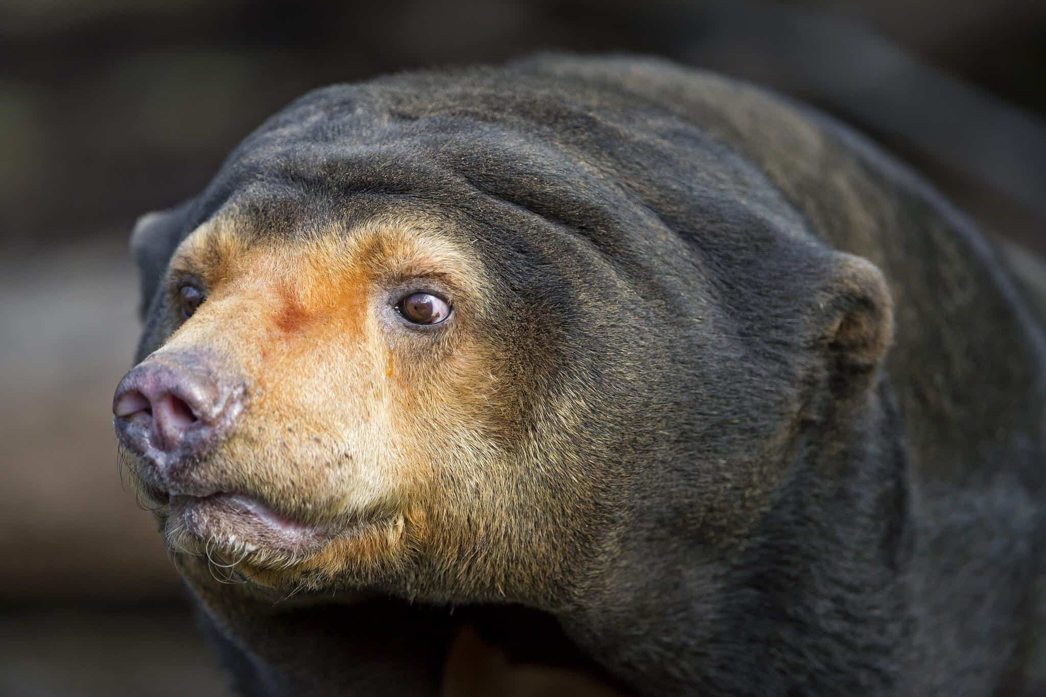 Sun Bear Pictures AZ Animals