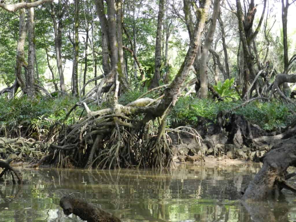Mangrove swamps are very specific bodies of water