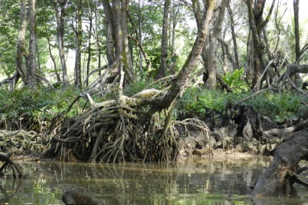 Mangroves, Brunei Darussalam